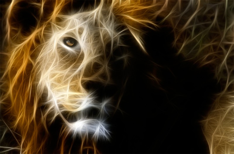 A wild male lion in Botswana, processed with a fractal filter.