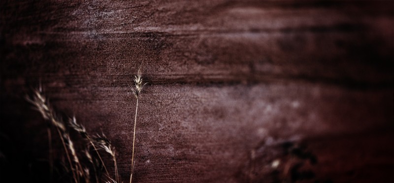A grass holds its ground sheltered agains a rock in the Nevada desert.